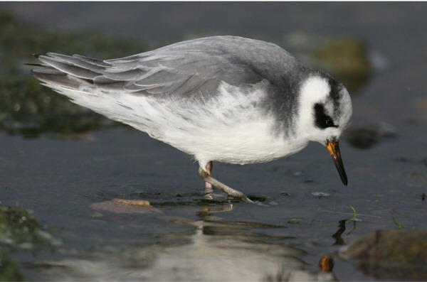 Grey Phalarope