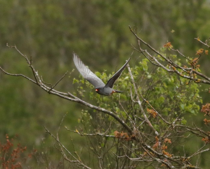 Red-footed Falcon