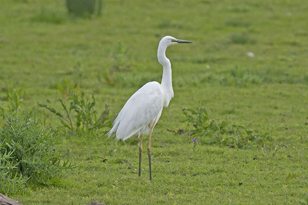 Great White Egret