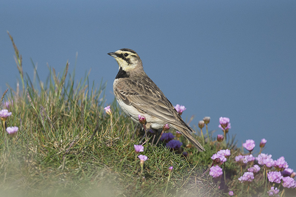 Shorelark