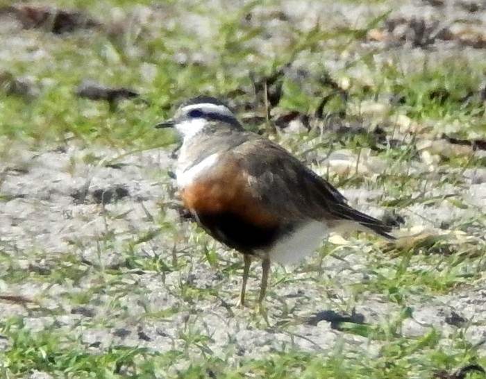 Dotterel