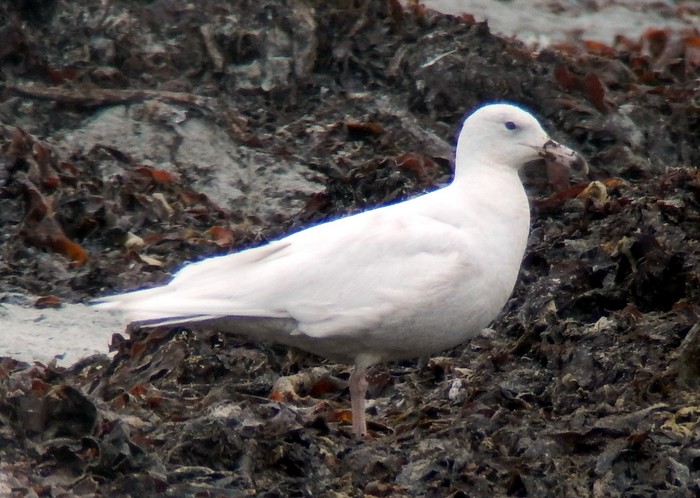 Glaucous Gull