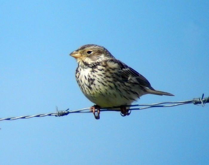 Corn Bunting