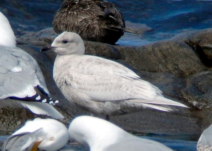 Kumlien's Gull