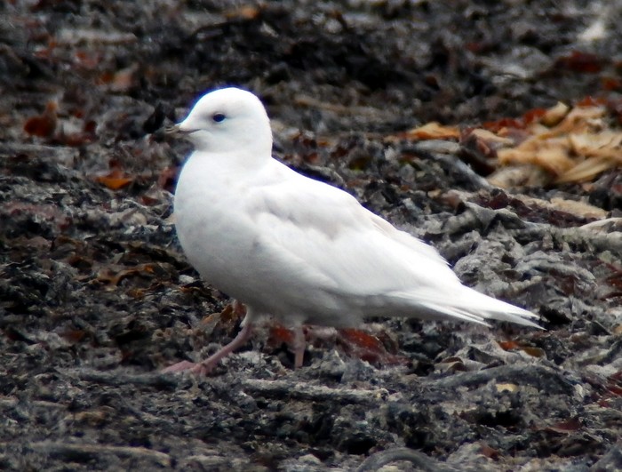 Iceland Gull