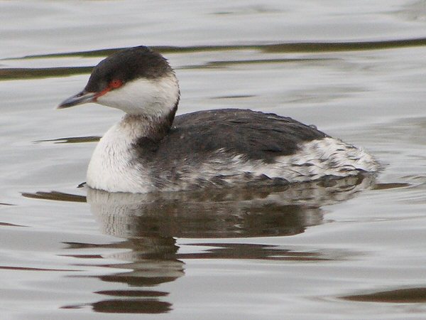 Slavonian Grebe