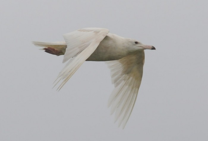 Glaucous Gull