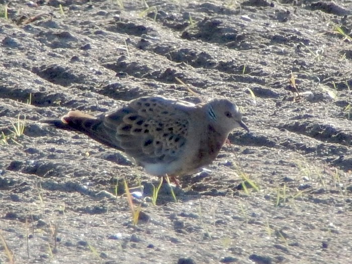 Turtle Dove