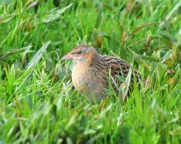 Corncrake