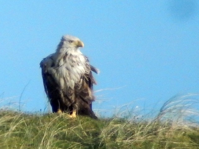 White-tailed Eagle