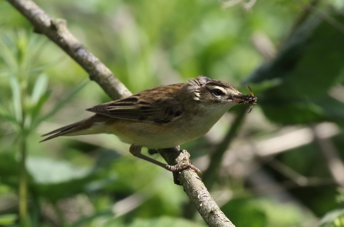 Sedge Warbler