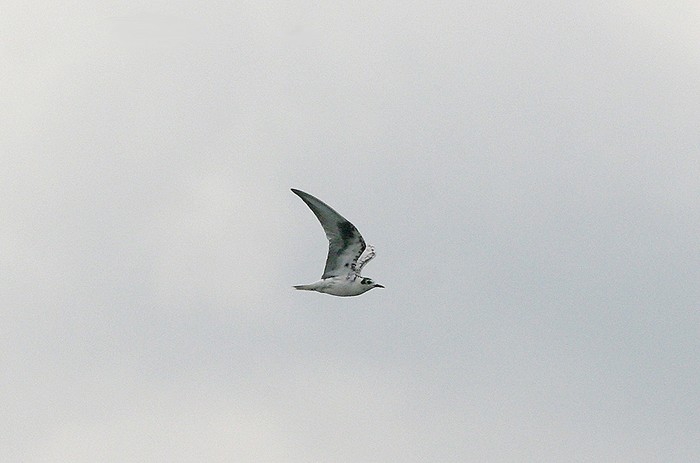 White-winged Black Tern