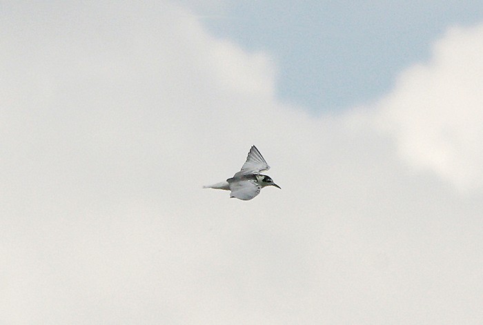 White-winged Black Tern