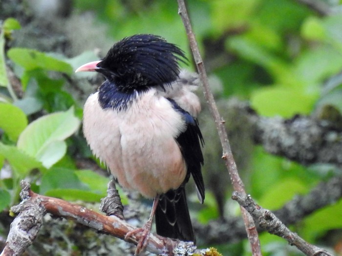 Rose-coloured Starling