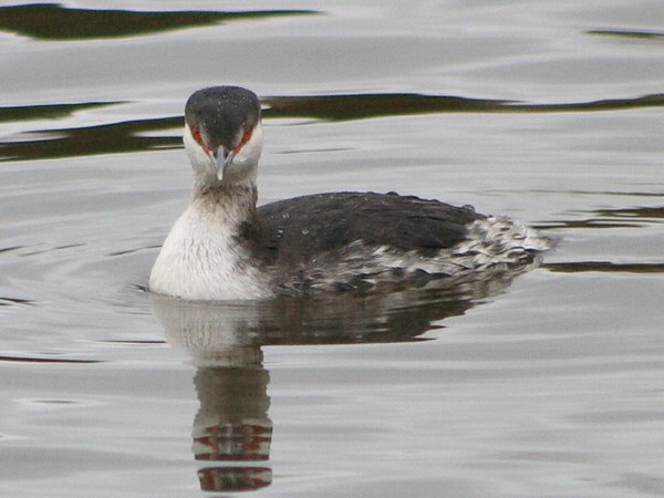 Slavonian Grebe