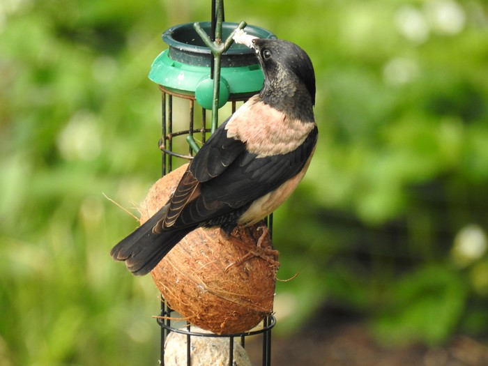 Rose-coloured Starling