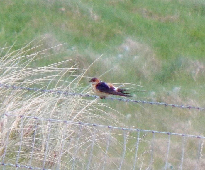 Red-rumped Swallow
