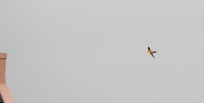Red-rumped Swallow