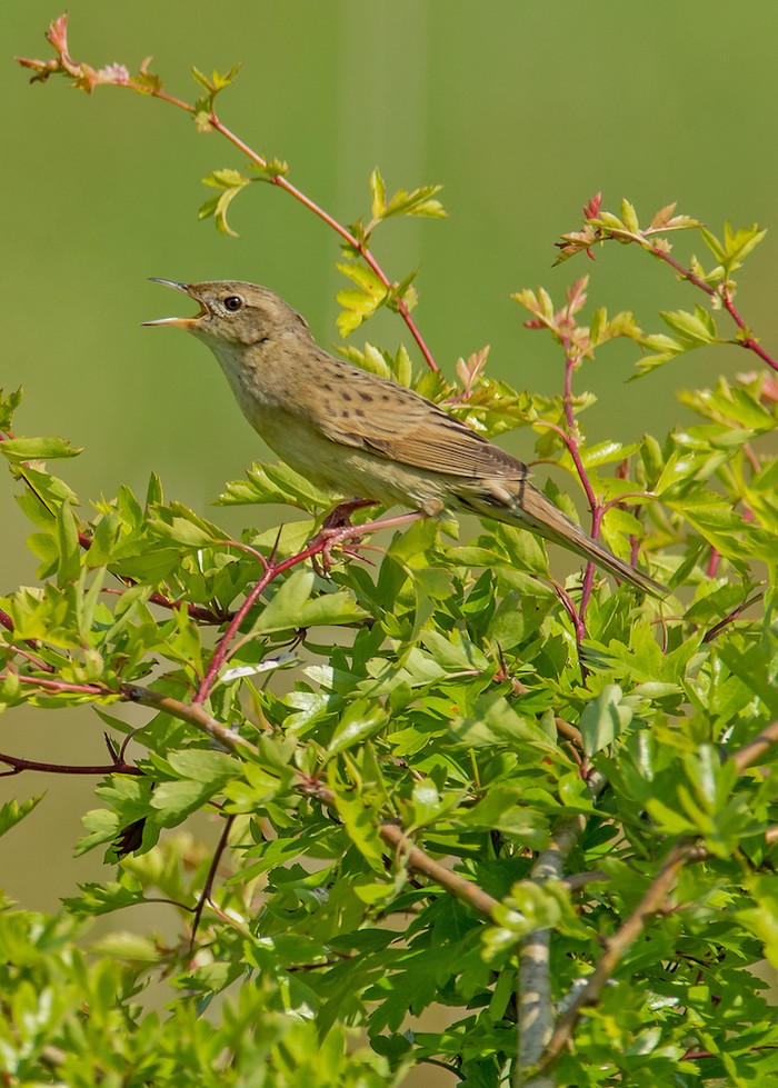 Grasshopper Warbler