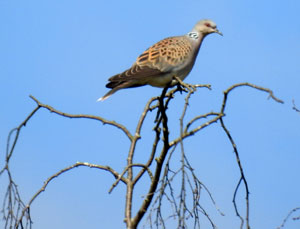Turtle Dove