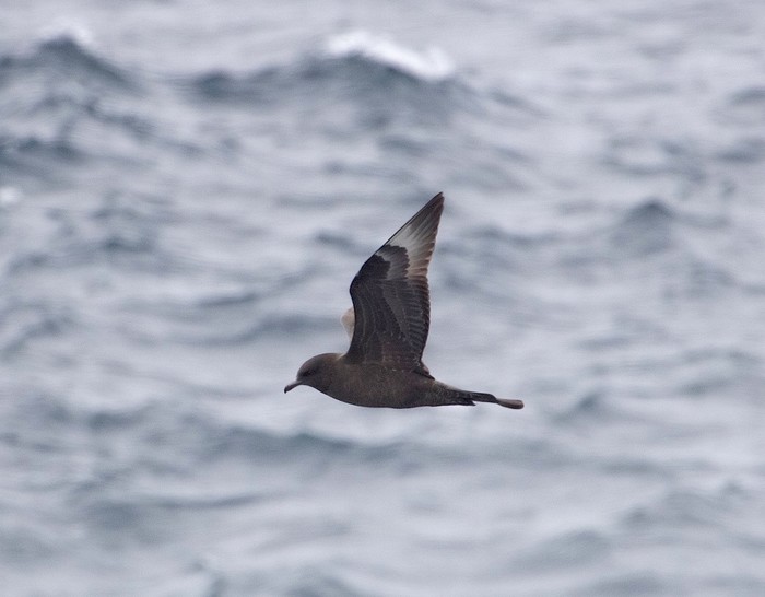 Pomarine Skua