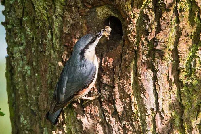 Nuthatch