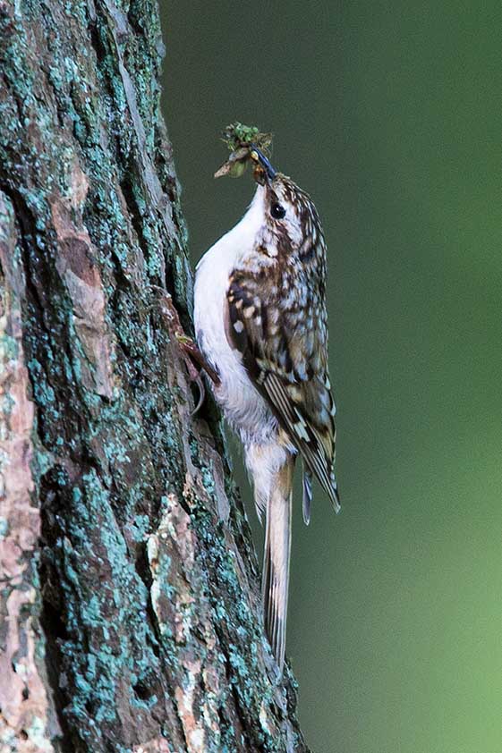 Treecreeper