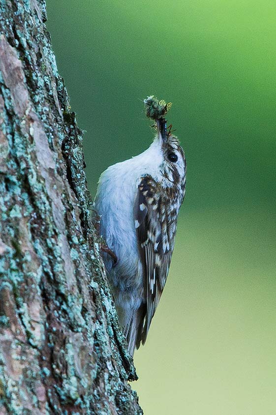 Treecreeper