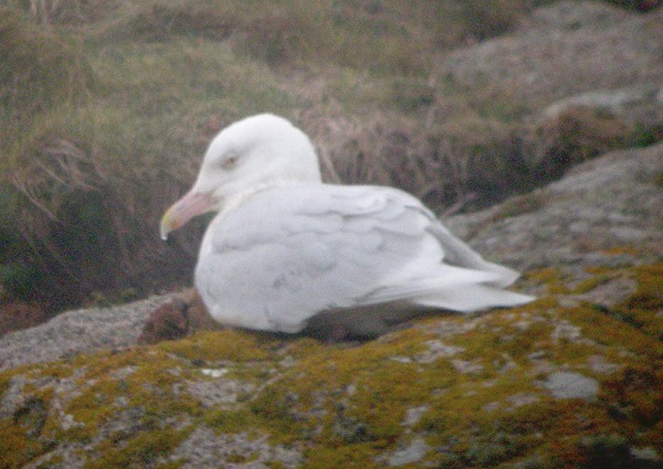 Glaucous Gull