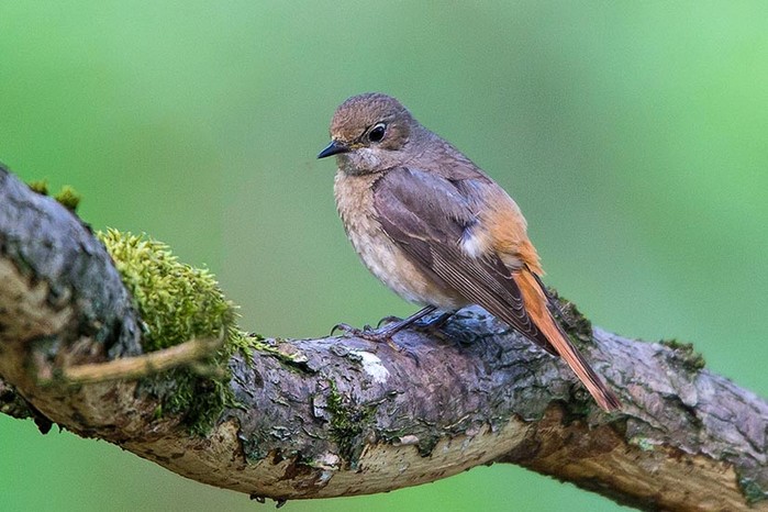 Redstart