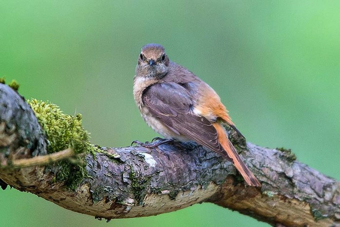 Redstart