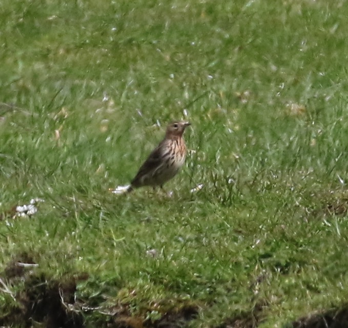 Red-throated Pipit