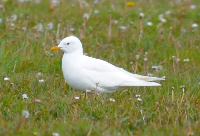 Common Gull