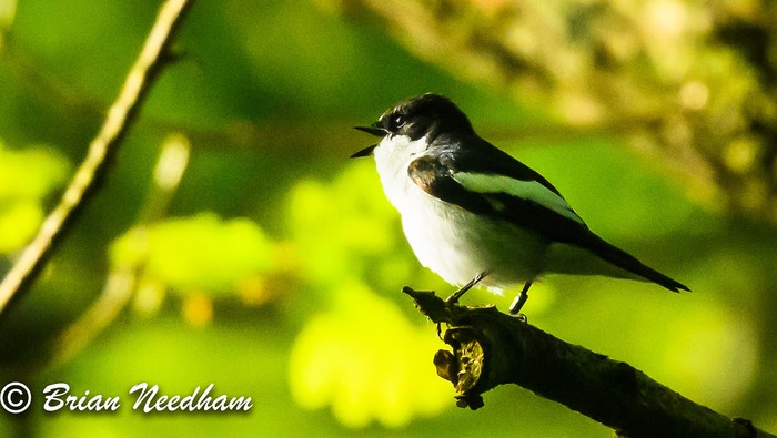 Pied Flycatcher