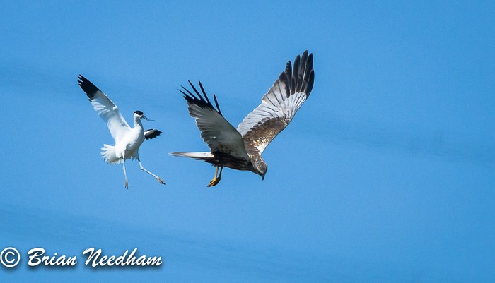 Marsh Harrier