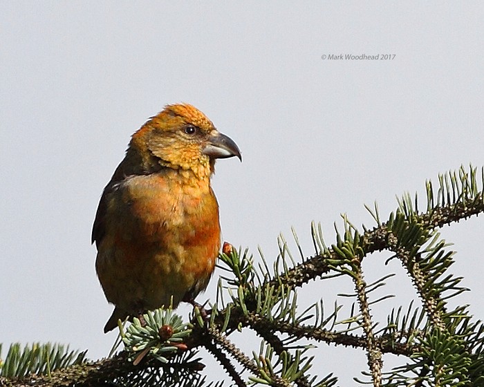 Crossbill
