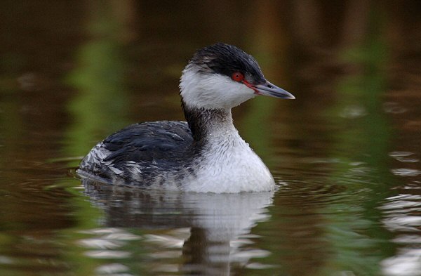 Slavonian Grebe
