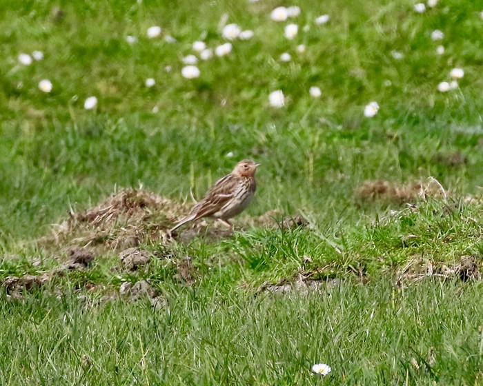 Red-throated Pipit