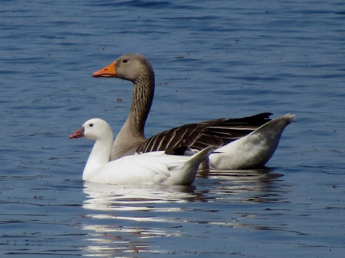 Ross's Goose