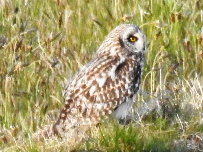 Short-eared Owl