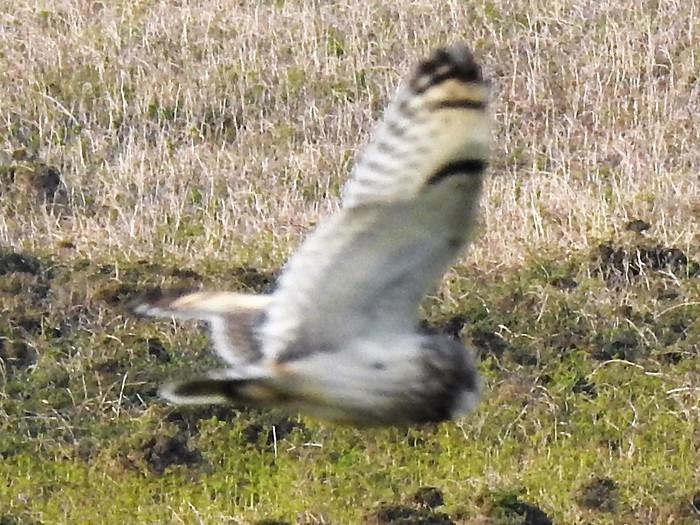 Short-eared Owl