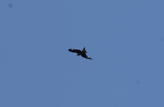 Red Kite