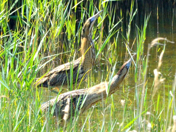Bittern