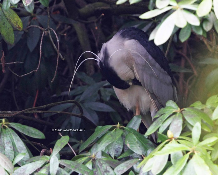 Night Heron