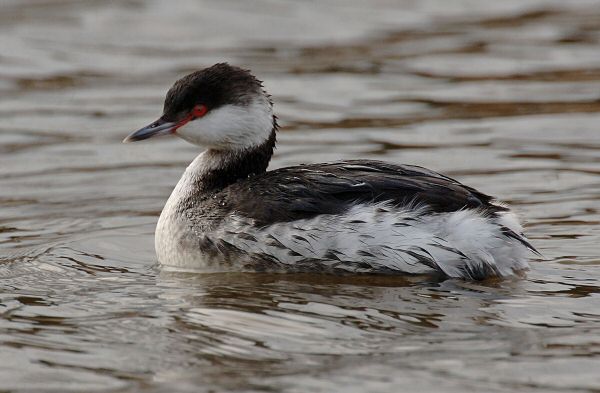 Slavonian Grebe
