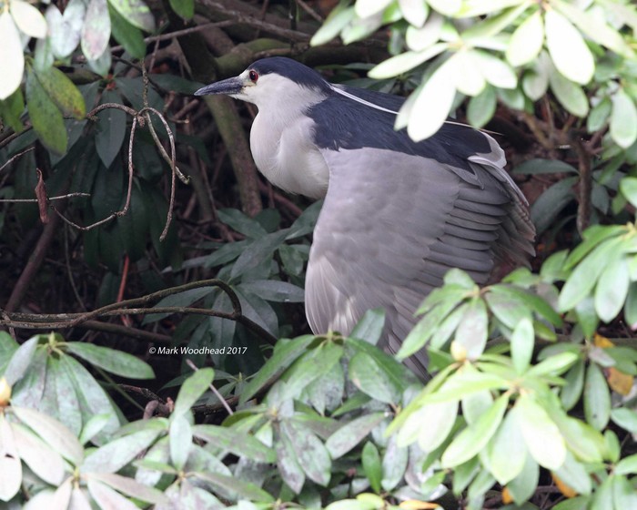 Night Heron