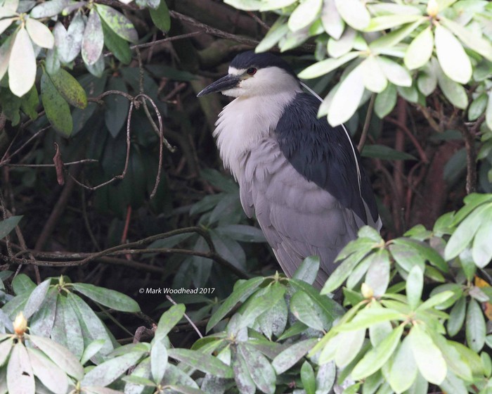Night Heron