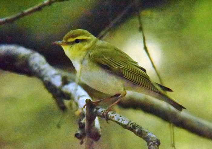Wood Warbler