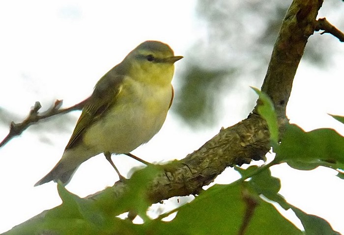 Wood Warbler