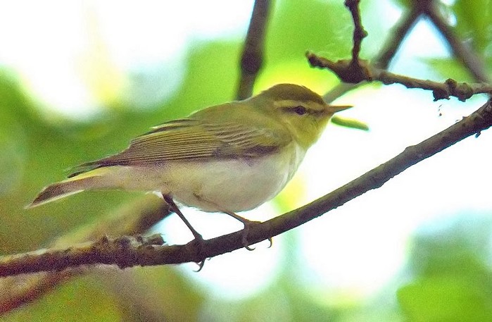 Wood Warbler